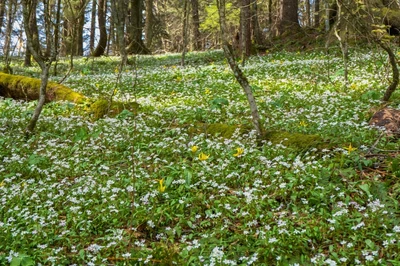wildflowers in Smoky Mountains