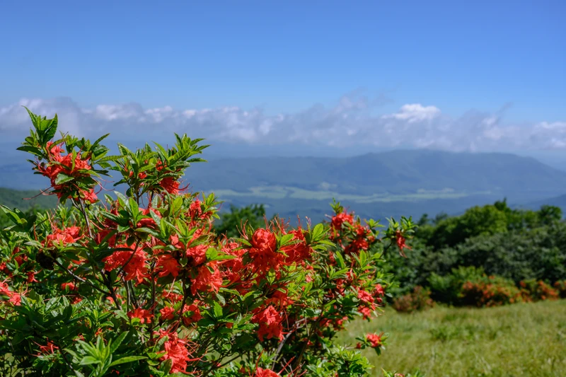 Gregory Bald flowers