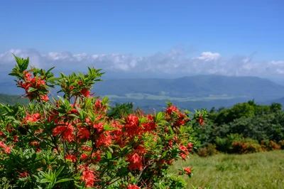 Gregory Bald flowers