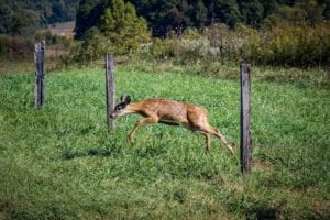 a fawn jumping through fence in cades cove