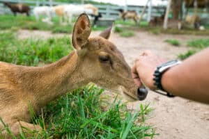 person petting a deer at the smoky mountain deer farm and exotic petting zoo in sevierville tn